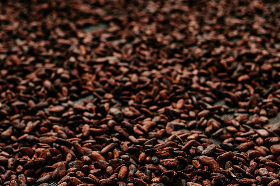 fèves de cacao